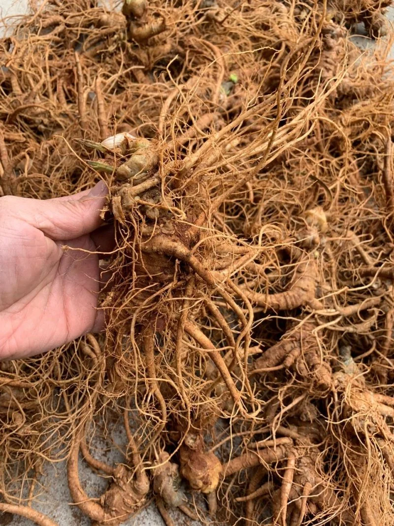 资深酿酒师展示正在浸泡的三七酒，金黄酒液与三七切片清晰可见，旁边是酿酒工具和笔记_1