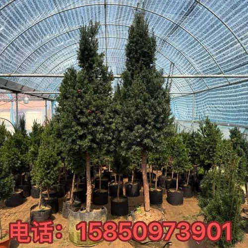 浸泡在琥珀色酒液中的曼地亚红豆杉果实特写，展示家庭泡酒的传统方法。_1