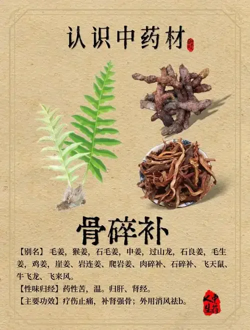 专业的骨碎补泡酒过程展示：透明玻璃罐中金黄色的酒液浸泡着骨碎补切片，旁边散落着干燥药材。_1