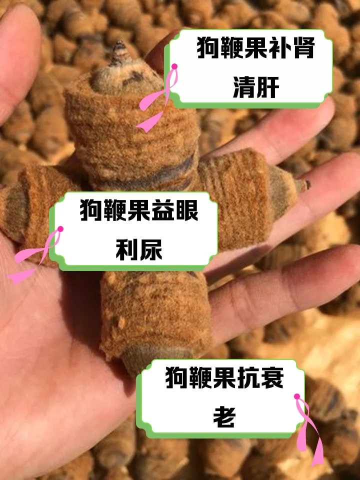 专业制作的狗鞭药材泡酒成品展示，可见狗鞭与枸杞、肉苁蓉等药材在琥珀色酒液中浸泡的细节。_1