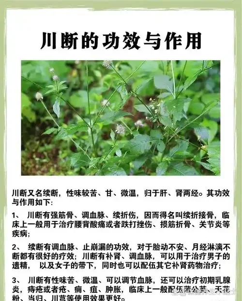 一杯清澈的琥珀色白酒旁，放着一碗深褐色的酒续断膏，背景是酿酒用的高粱米粒。_1