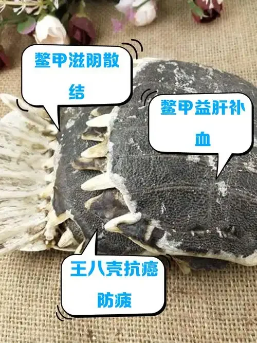 甲鱼壳泡酒制作现场：酿酒师正在准备甲鱼壳、枸杞等原料与玻璃泡酒罐。_1