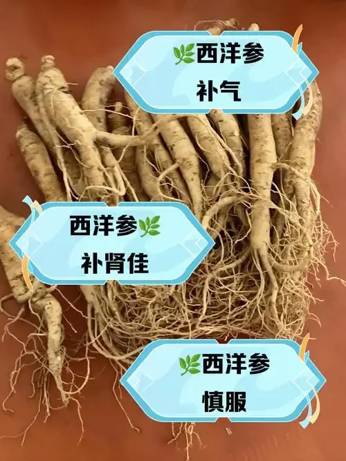 透明玻璃瓶中浸泡的西洋参酒，色泽金黄，参片清晰可见，旁边摆放着原材料。_1