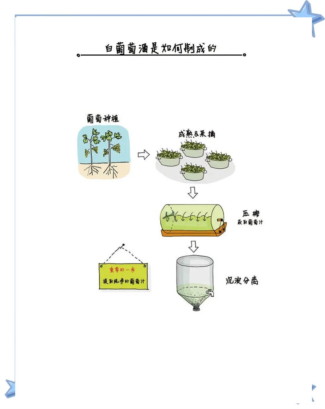 葡萄酒发酵原理示意图：从葡萄到葡萄酒的转化过程，重点展示酵母在葡萄汁中将糖分转化为酒精和二氧化碳。_1
