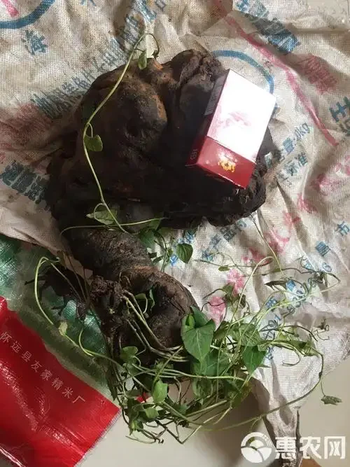 传统玻璃罐中正在浸泡的首乌补酒，可见何首乌片、枸杞等药材，旁边放着一本打开的旧书，氛围宁静专业。_1