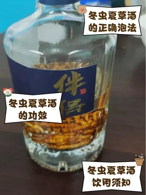 酿酒师正在按比例将冬虫夏草和枸杞放入玻璃酒坛中泡制虫草酒_1
