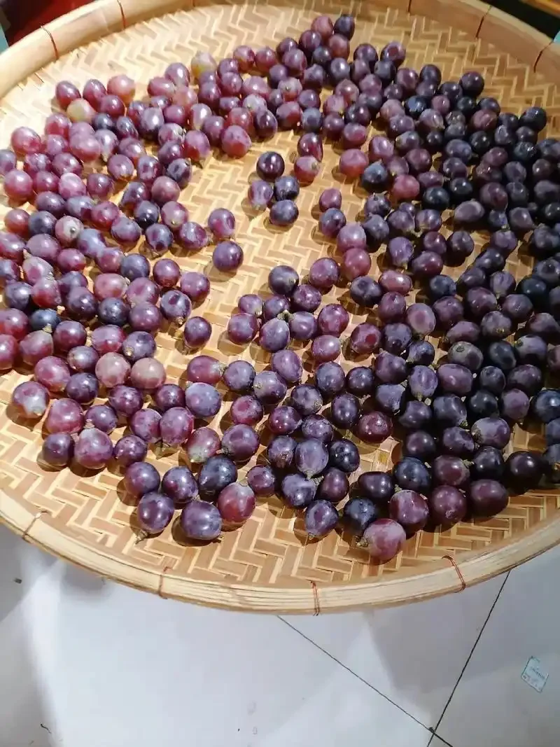 家庭自制葡萄酒准备材料与开始发酵的场景，展示新鲜葡萄、工具和干净的发酵罐。_1