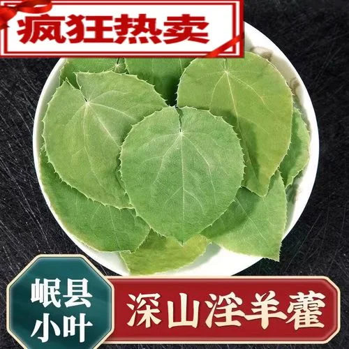 正在将新鲜淫羊藿叶片放入透明玻璃酒瓶中进行泡制的特写过程图_1
