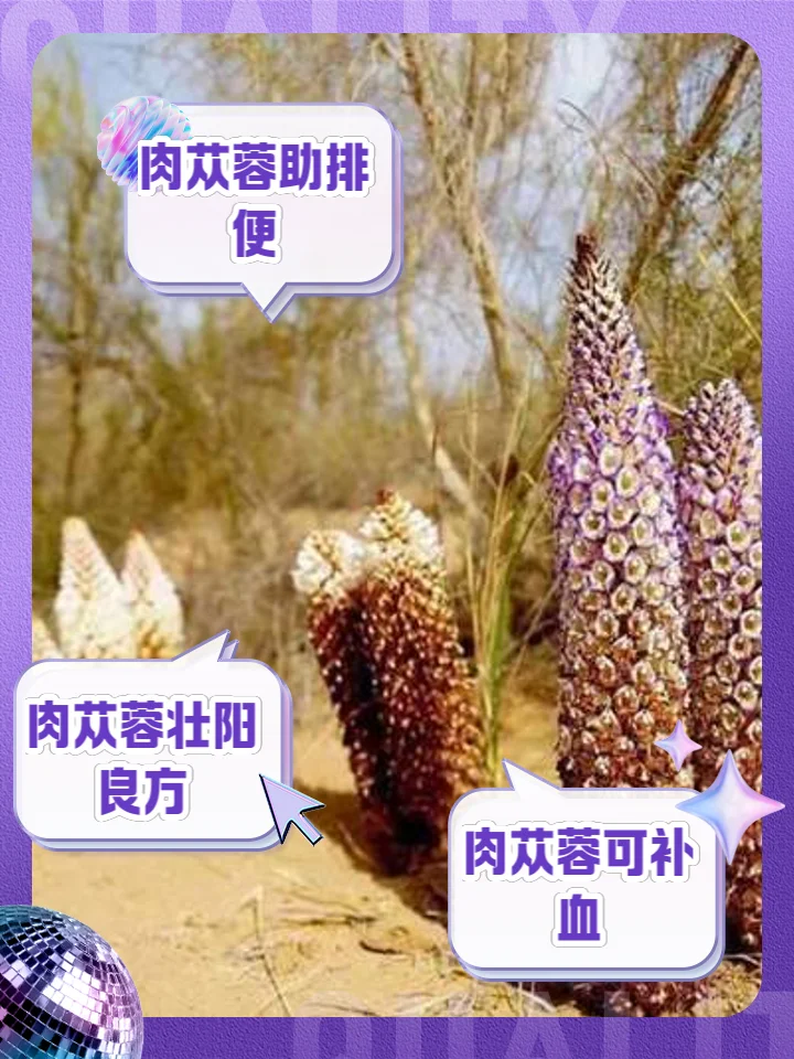 玛咖肉苁蓉泡酒制作过程：透明玻璃罐中浸泡着玛咖和肉苁蓉，旁边摆放着原料和测量工具_1