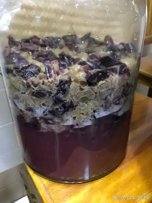 家庭自酿干红葡萄酒过程：手工破碎赤霞珠葡萄，准备开始发酵_1