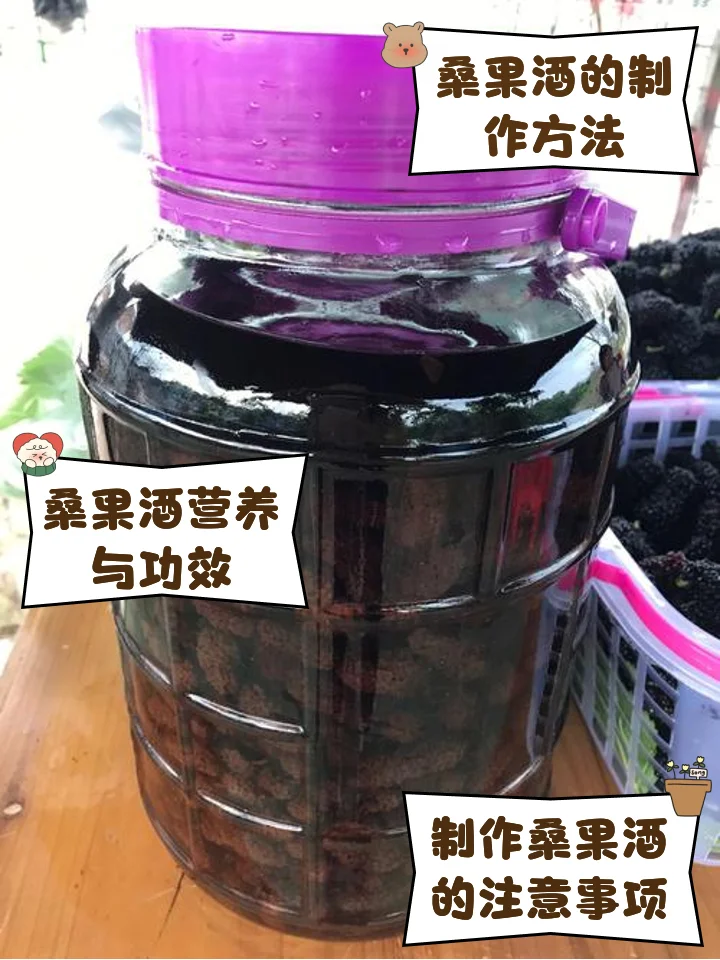 一个装有深紫色桑葚和切片红褐色灵芝的玻璃罐，正浸泡在清澈的白酒中，旁边散落着新鲜桑葚和整朵灵芝，画面温馨自然，展示家庭酿造过程。_1