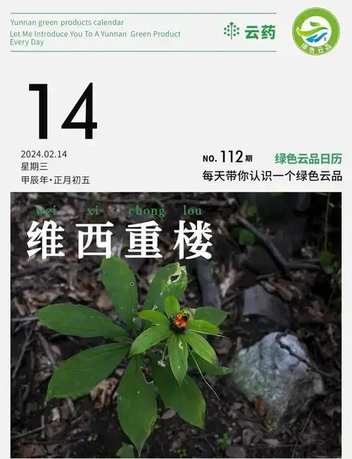 独角莲泡酒实物示例：透明玻璃罐中的白酒与独角莲根茎_1