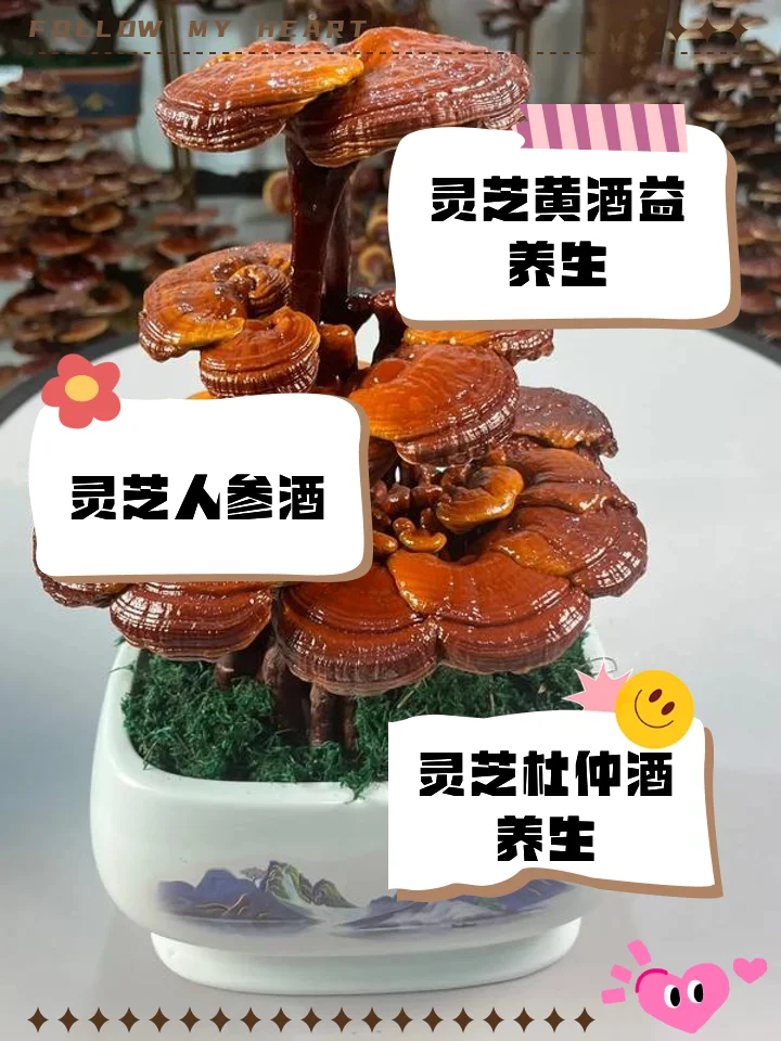 灵芝、枸杞、人参、大枣在玻璃罐中泡酒的详细特写图，展示家庭自制养生药酒的经典搭配。_1