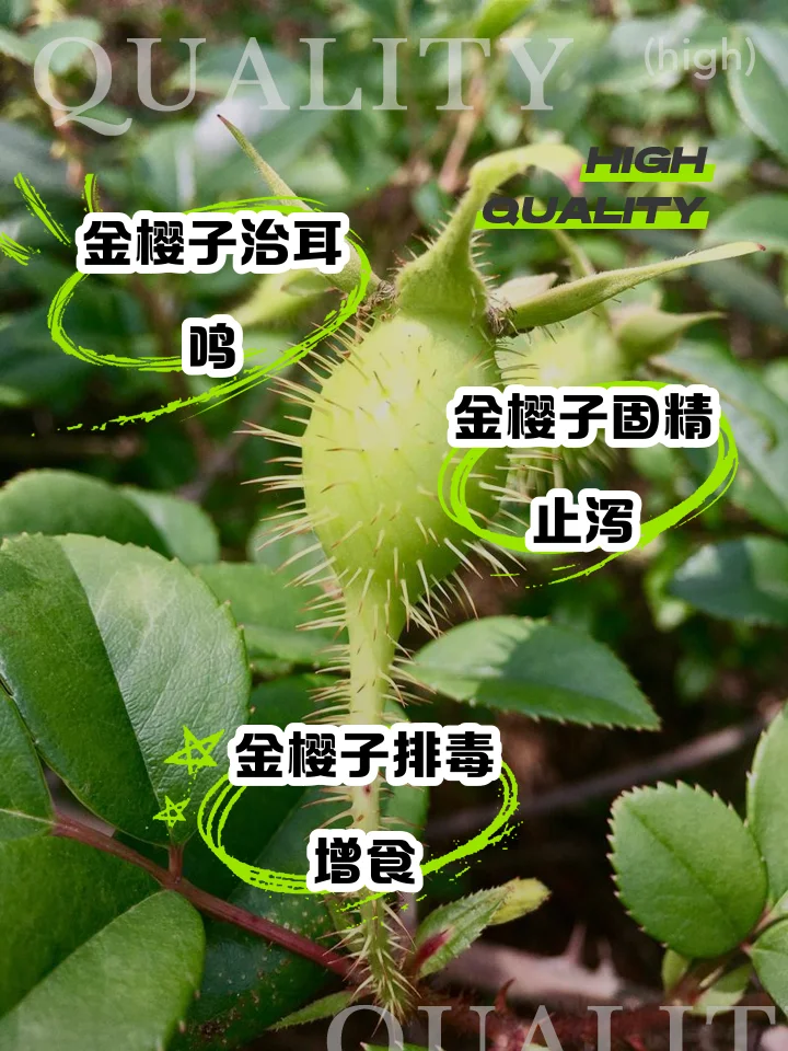 家庭自制金樱子杜仲泡酒展示图，透明玻璃罐中金黄色酒液浸泡着金樱子和杜仲皮，旁边散落着原材料。_1