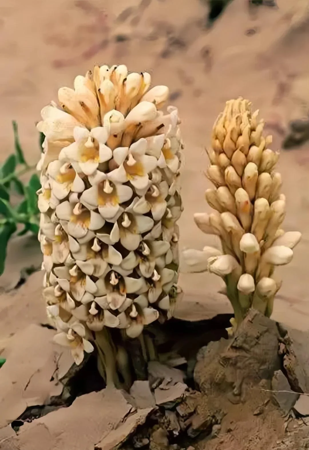 肉苁蓉花泡酒过程展示：透明玻璃罐中浸泡的肉苁蓉花与枸杞，旁边是酿酒原料_1