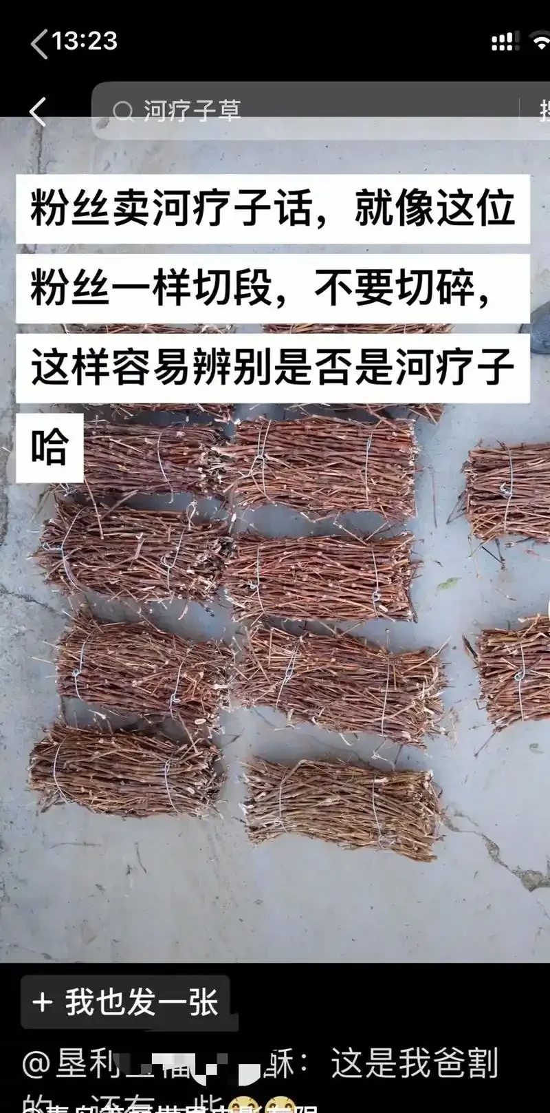 辣蓼草酒曲制作原料与半成品特写，展示辣蓼草、米粉和手工捏制的酒曲坯_1