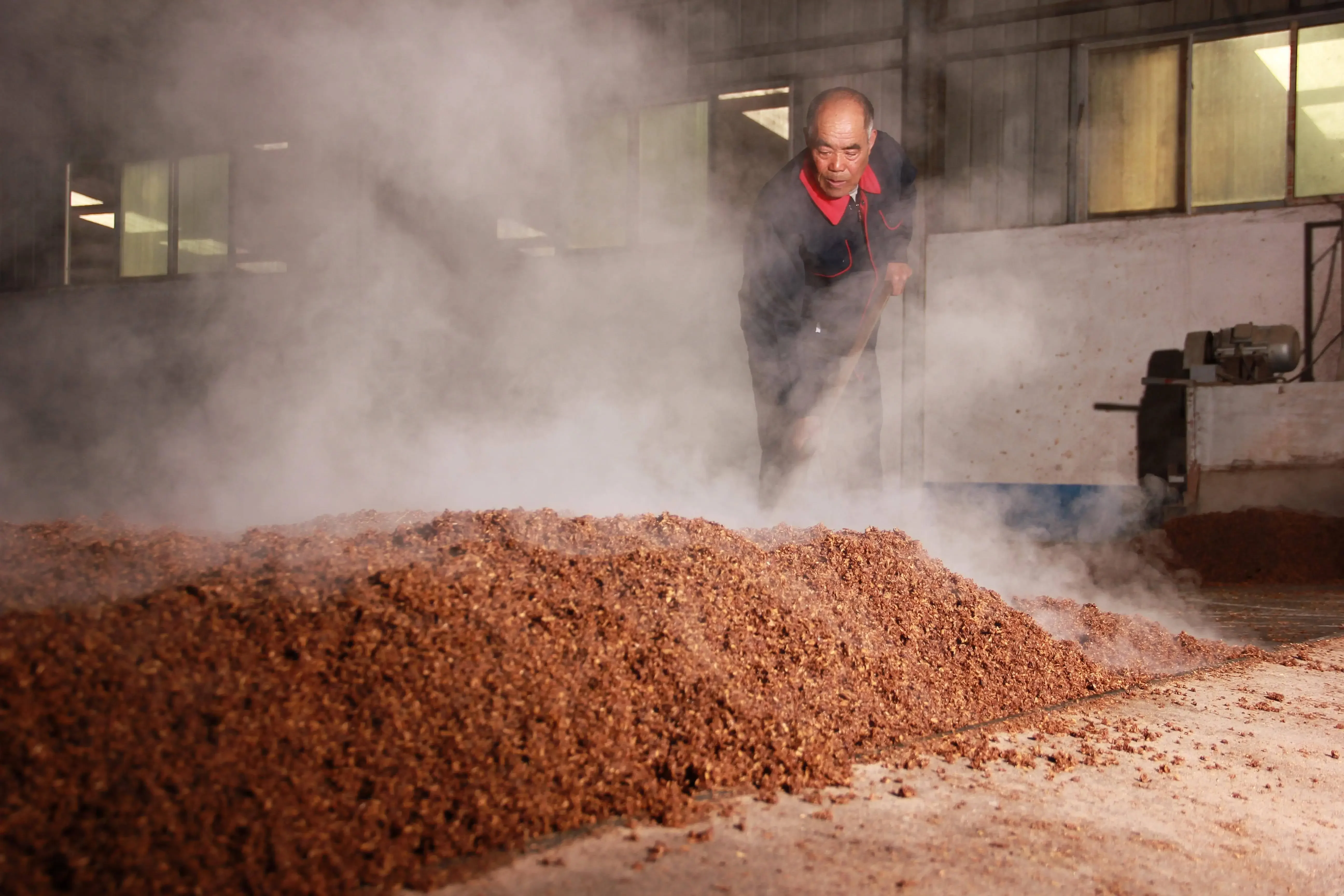 用于酿酒的高粱特写图片，展示饱满的暗红色糯高粱穗和籽粒细节_1