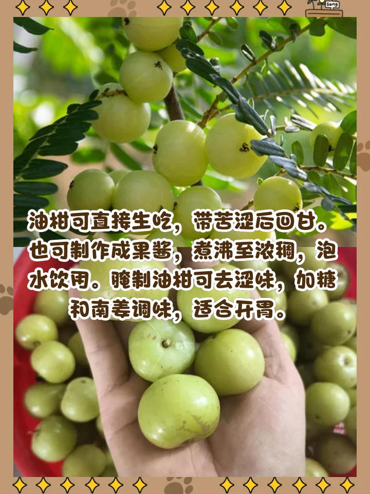 自制油柑泡酒成品特写，金黄色酒液与新鲜油柑果实在透明罐中_1