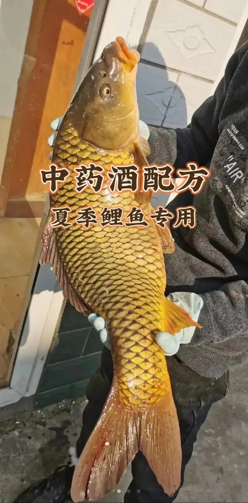 钓鱼中药酒泡制过程展示：装有多种中药材的透明酒坛，旁边散落着中药材原料和钓鱼用具_1