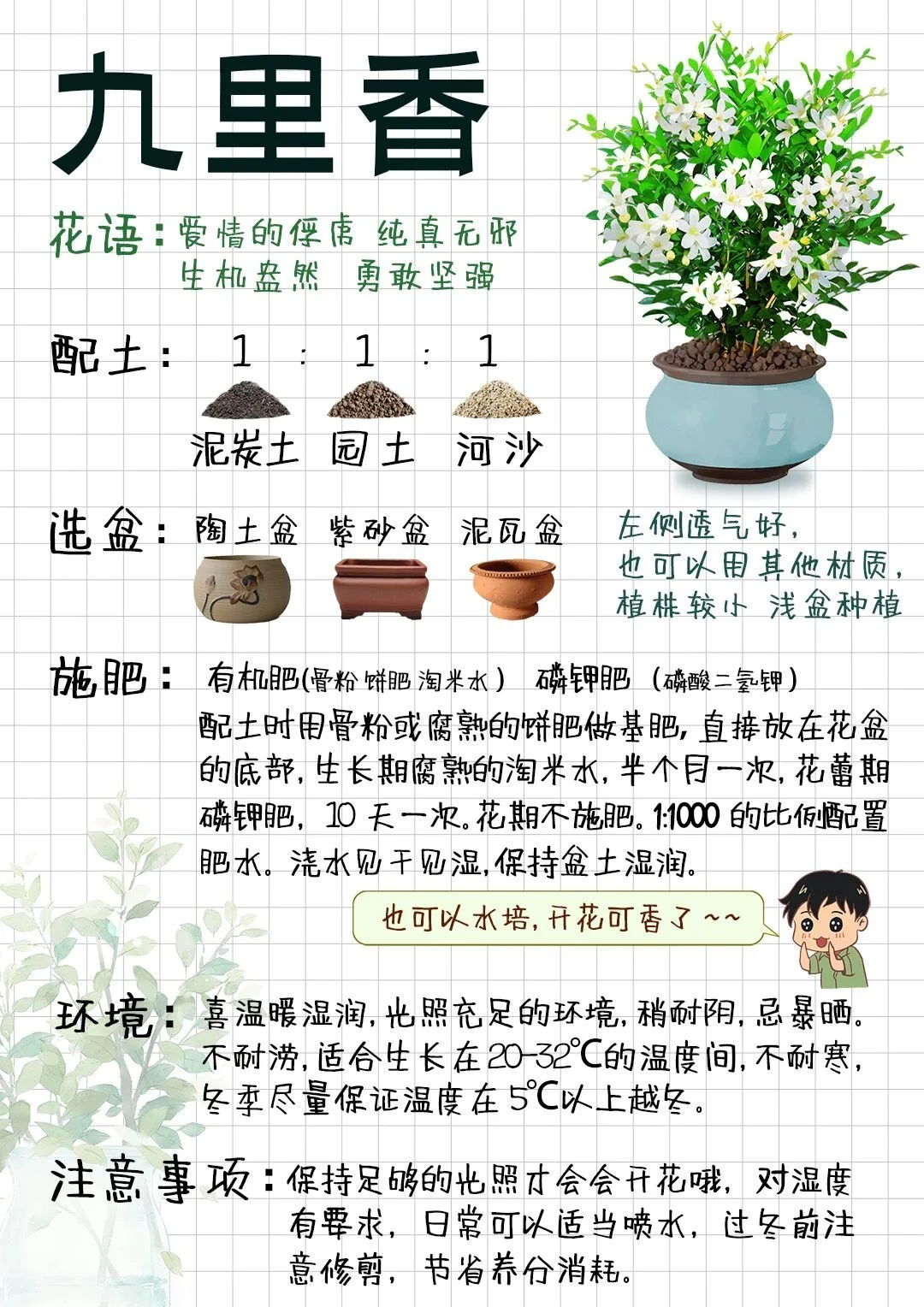九里香根泡酒成品特写：透明罐中琥珀色酒液与清晰可见的九里香根须_1
